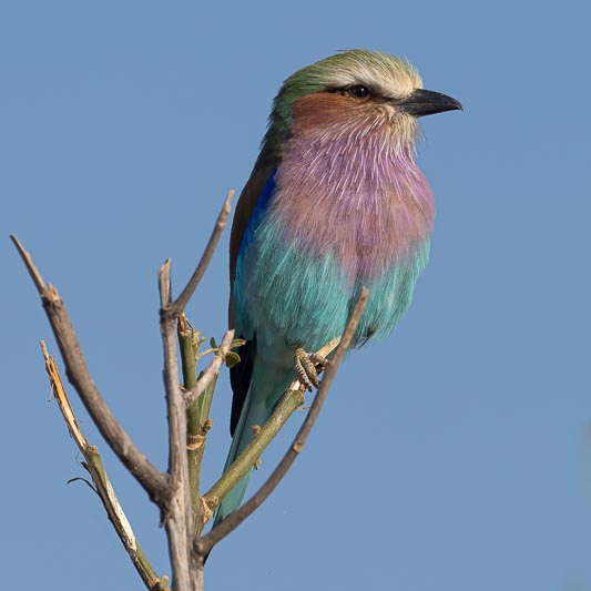 Lilac-breasted Roller.jpg
